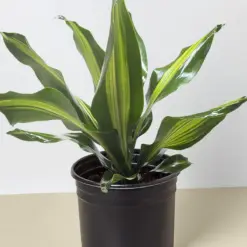 Dracaena Golden Heart houseplant