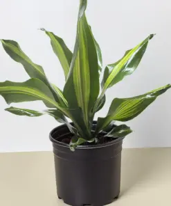 Dracaena Golden Heart houseplant