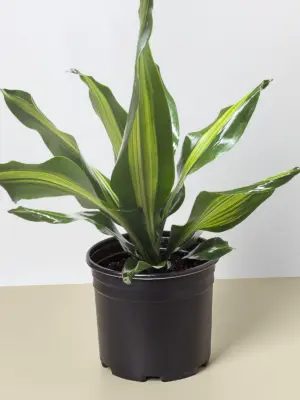 Dracaena Golden Heart houseplant