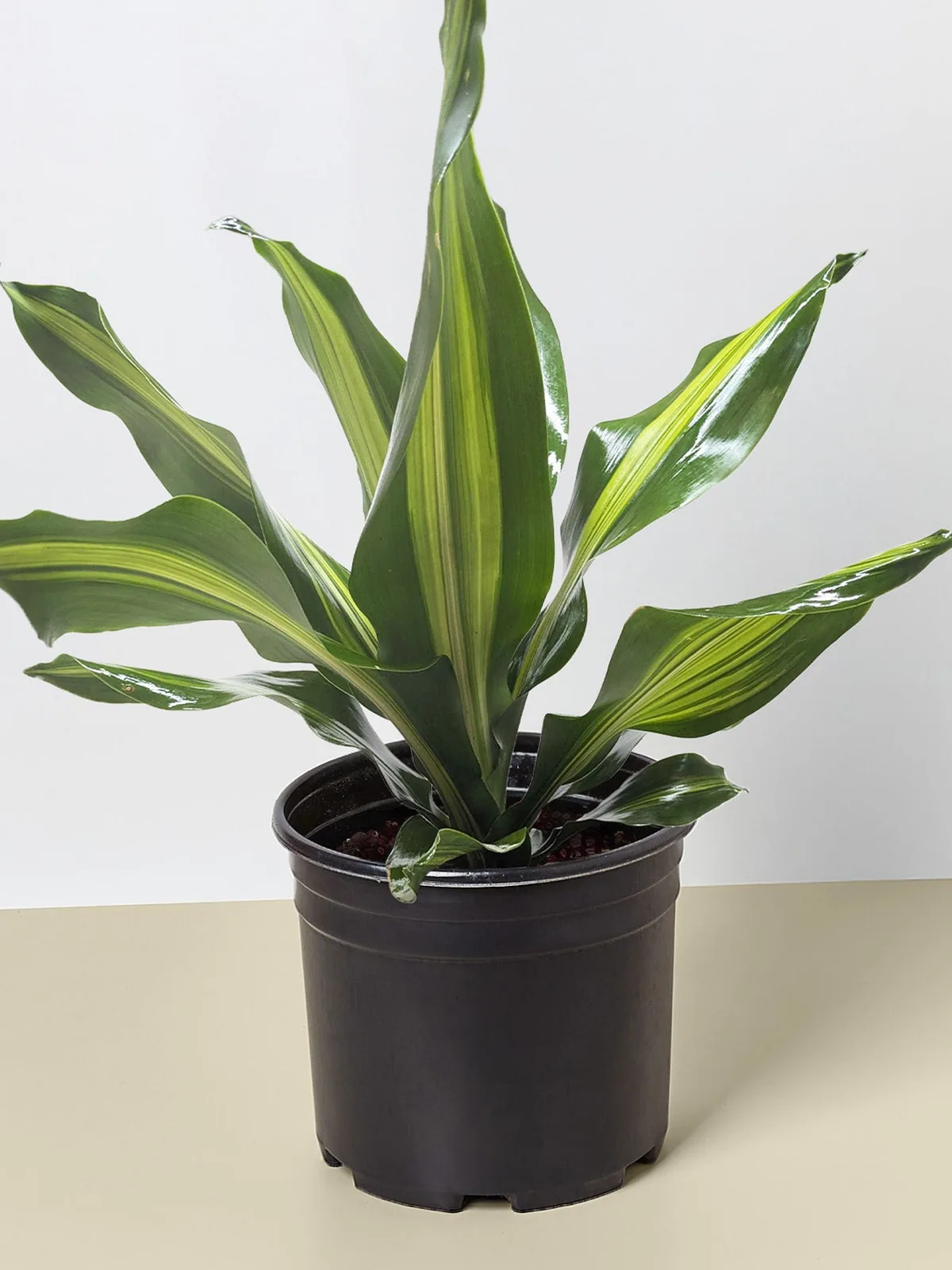 Dracaena Golden Heart houseplant