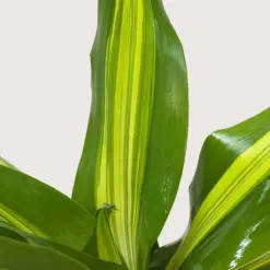 Dracaena Golden Heart — additional view