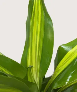 Dracaena Golden Heart — additional view