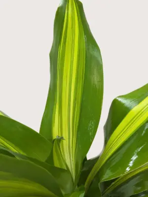 Dracaena Golden Heart — additional view