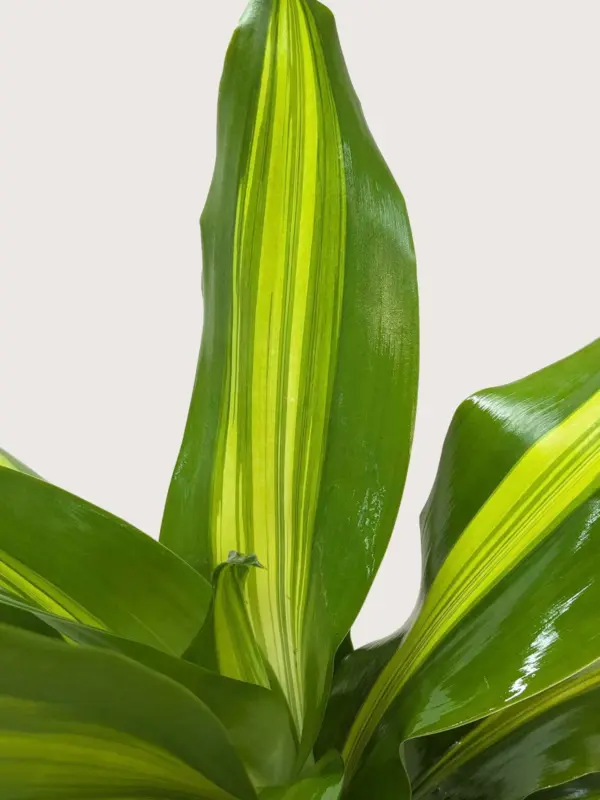 Dracaena Golden Heart — additional view