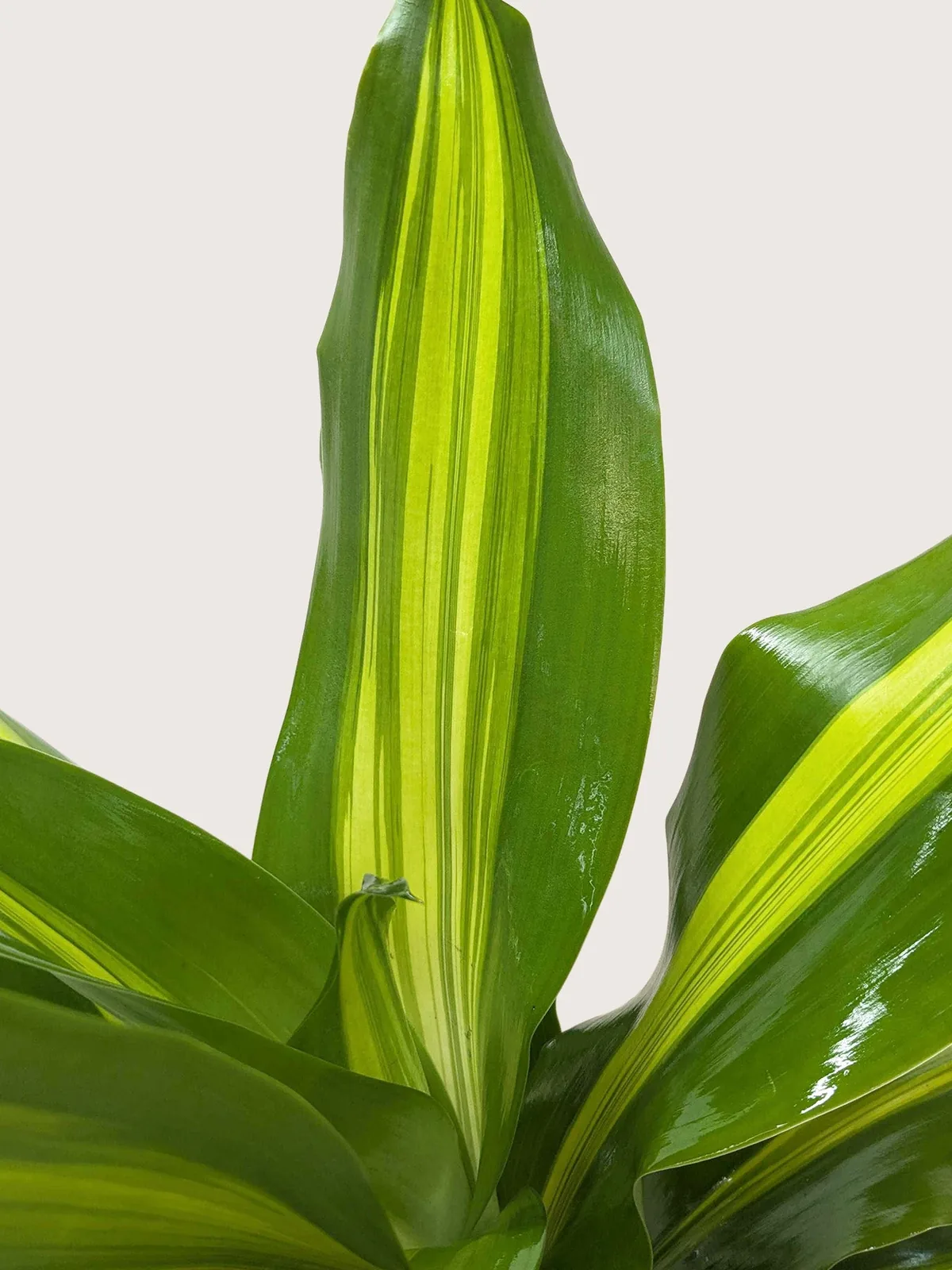 Dracaena Golden Heart — additional view