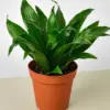 Dracaena 'Janet Craig' houseplant