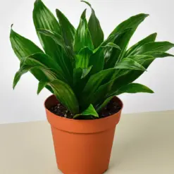 Dracaena 'Janet Craig' houseplant