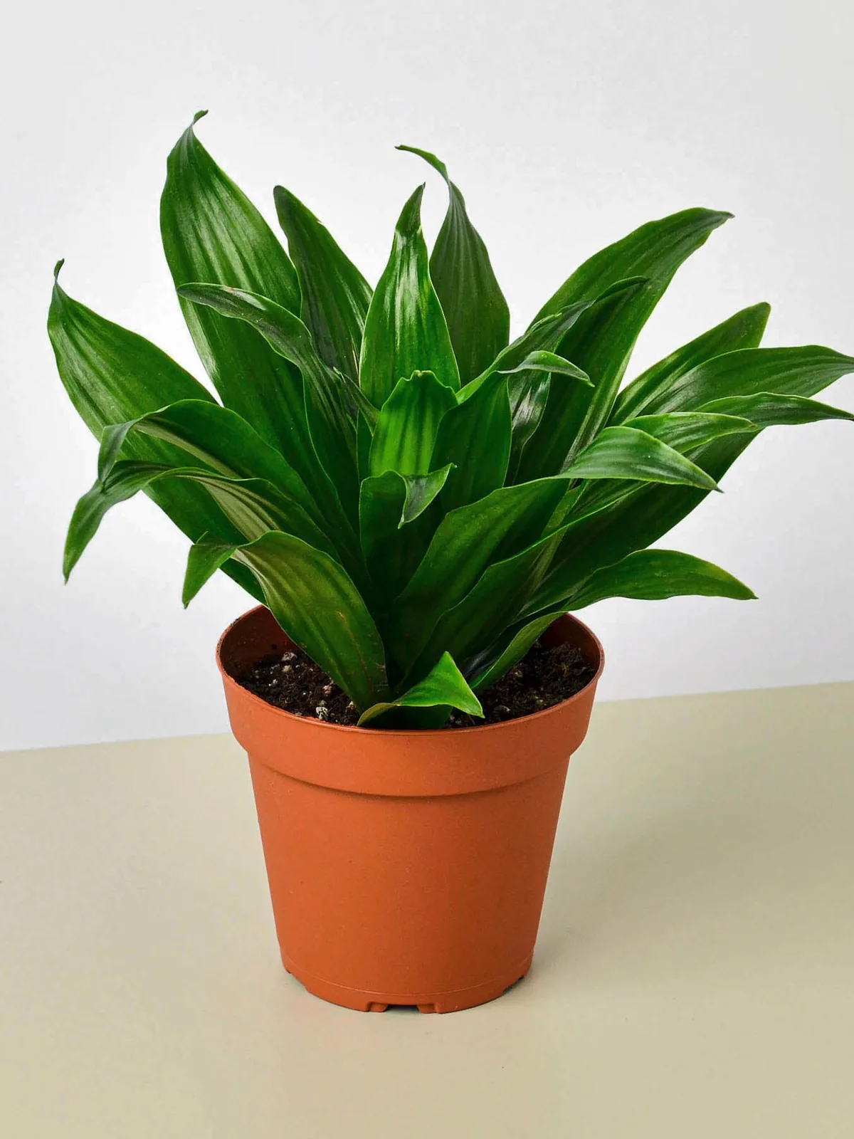 Dracaena 