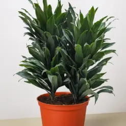 Dracaena 'Janet Craig' — additional view