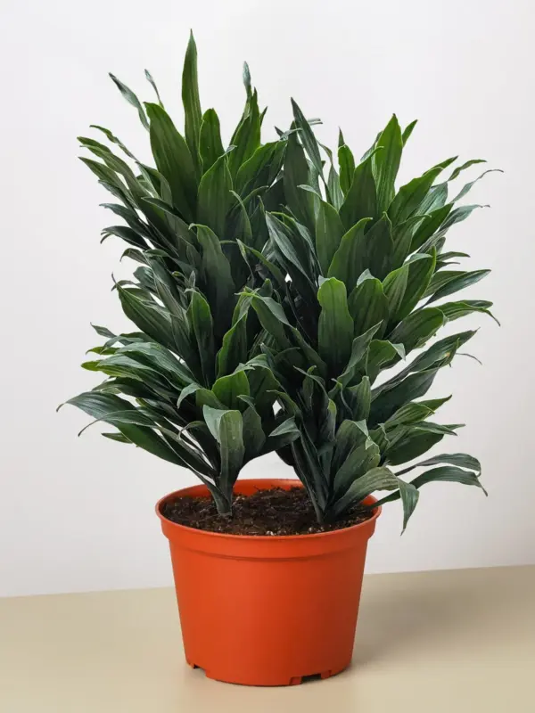 Dracaena 'Janet Craig' — additional view