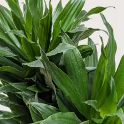 Dracaena 'Janet Craig' — additional view