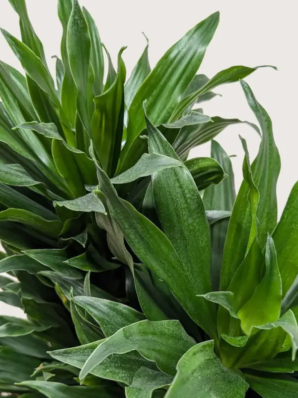 Dracaena 'Janet Craig' — additional view