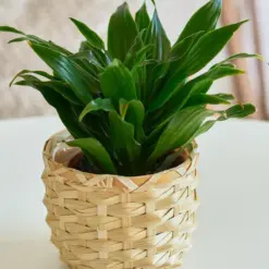 Dracaena 'Janet Craig' — additional view