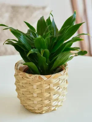Dracaena 'Janet Craig' — additional view
