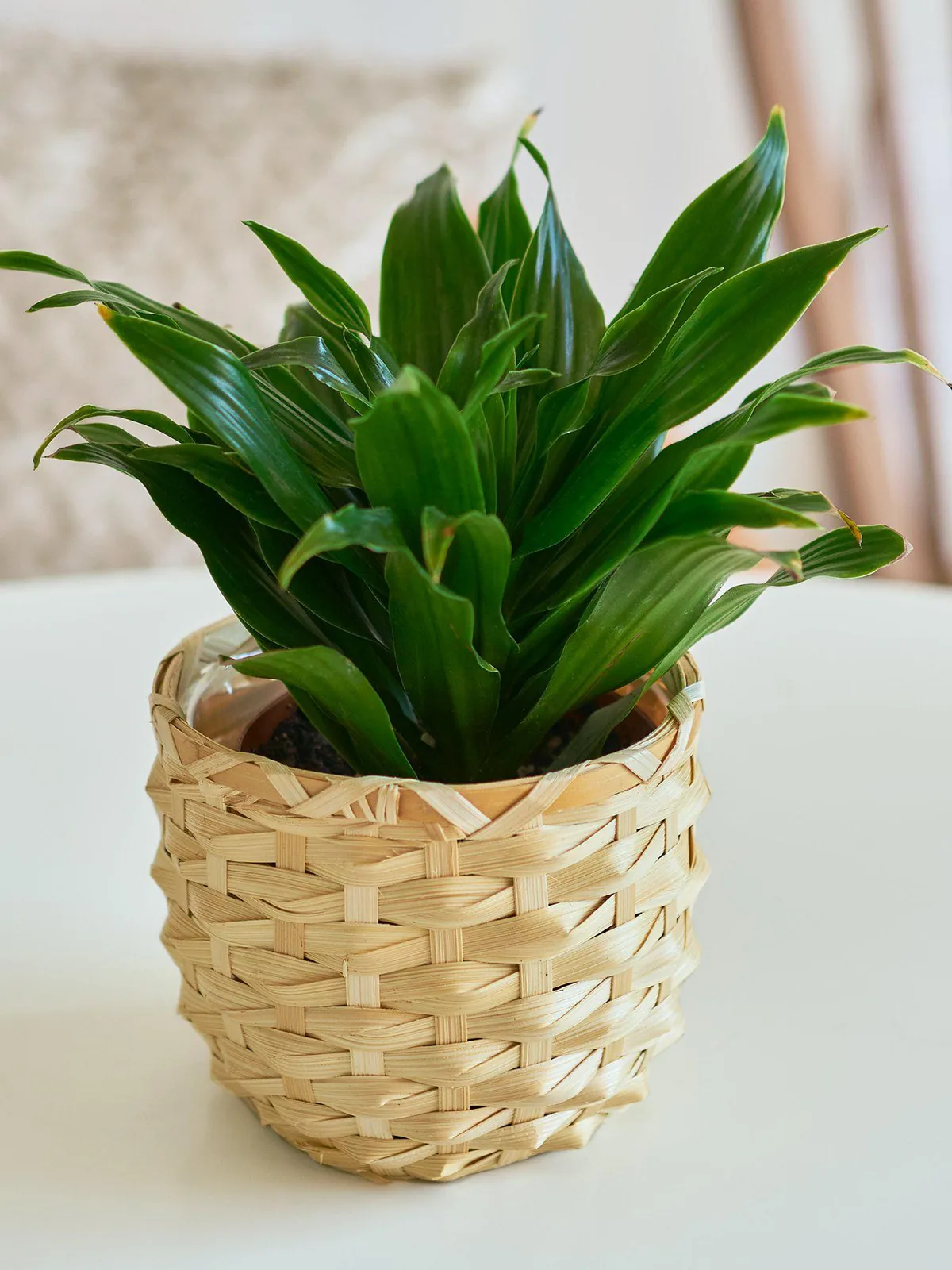 Dracaena 