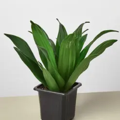 Dracaena 'Janet Craig' — additional view
