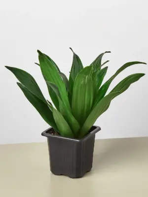 Dracaena 'Janet Craig' — additional view