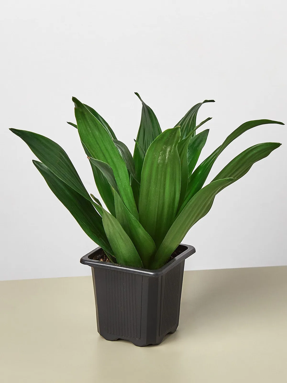 Dracaena 