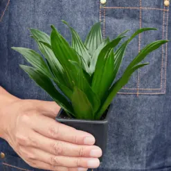 Dracaena 'Janet Craig' — additional view