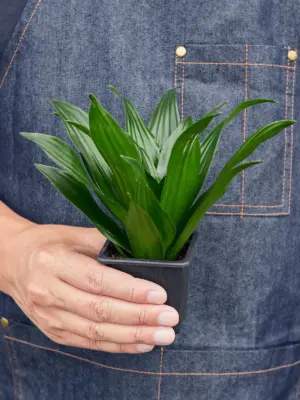 Dracaena 'Janet Craig' — additional view