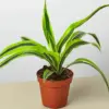 Dracaena 'Lemon Lime' houseplant
