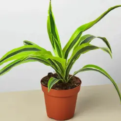 Dracaena 'Lemon Lime' houseplant