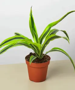 Dracaena 'Lemon Lime' houseplant