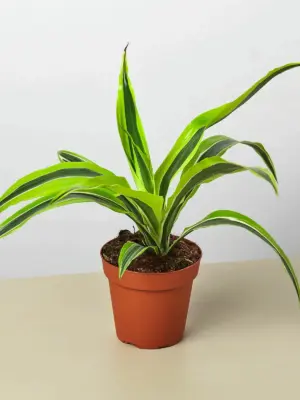 Dracaena 'Lemon Lime' houseplant