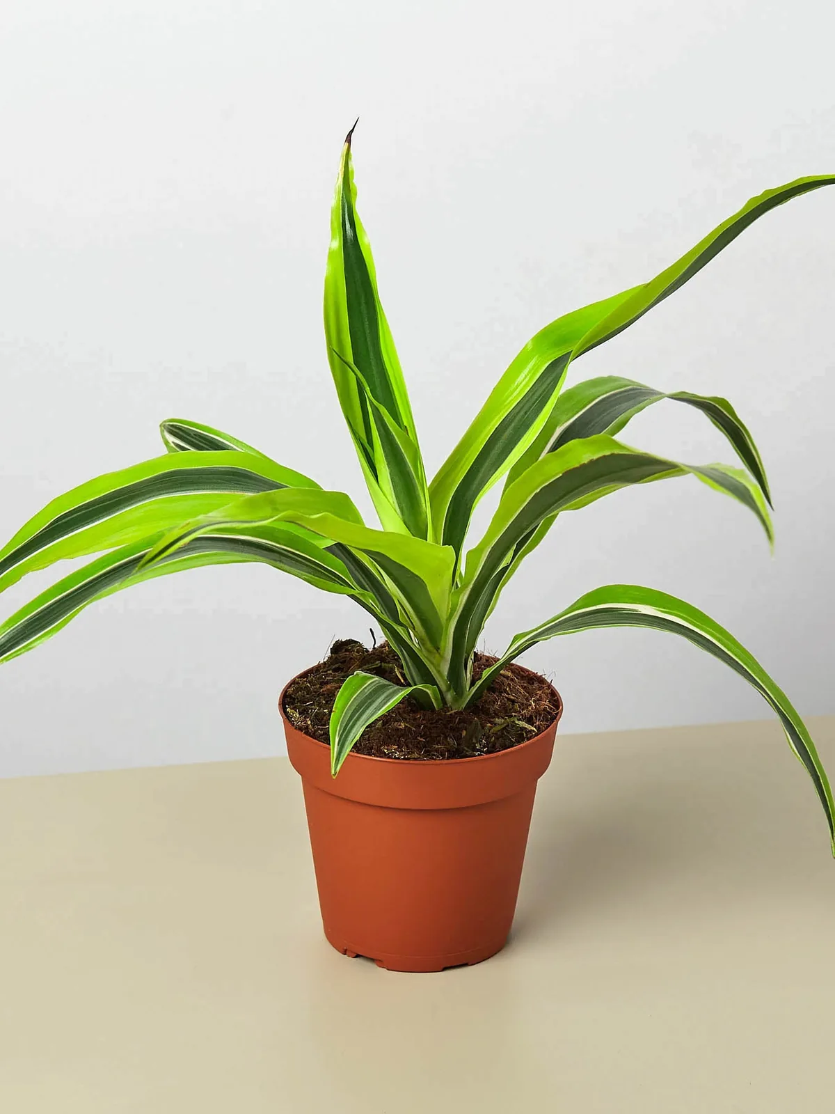 Dracaena 