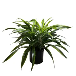 Dracaena 'Lemon Lime' — additional view