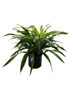 Dracaena 'Lemon Lime' — additional view