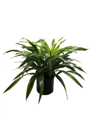 Dracaena 'Lemon Lime' — additional view