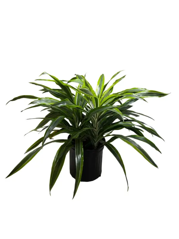 Dracaena 'Lemon Lime' — additional view