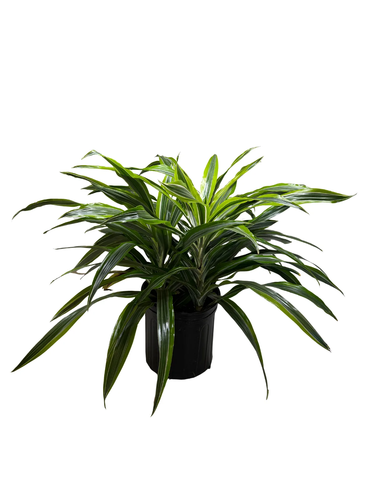 Dracaena 