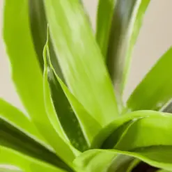 Dracaena 'Lemon Lime' — leaf detail close-up