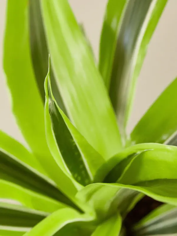 Dracaena 'Lemon Lime' — leaf detail close-up
