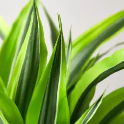 Dracaena 'Lemon Lime' — leaf detail close-up