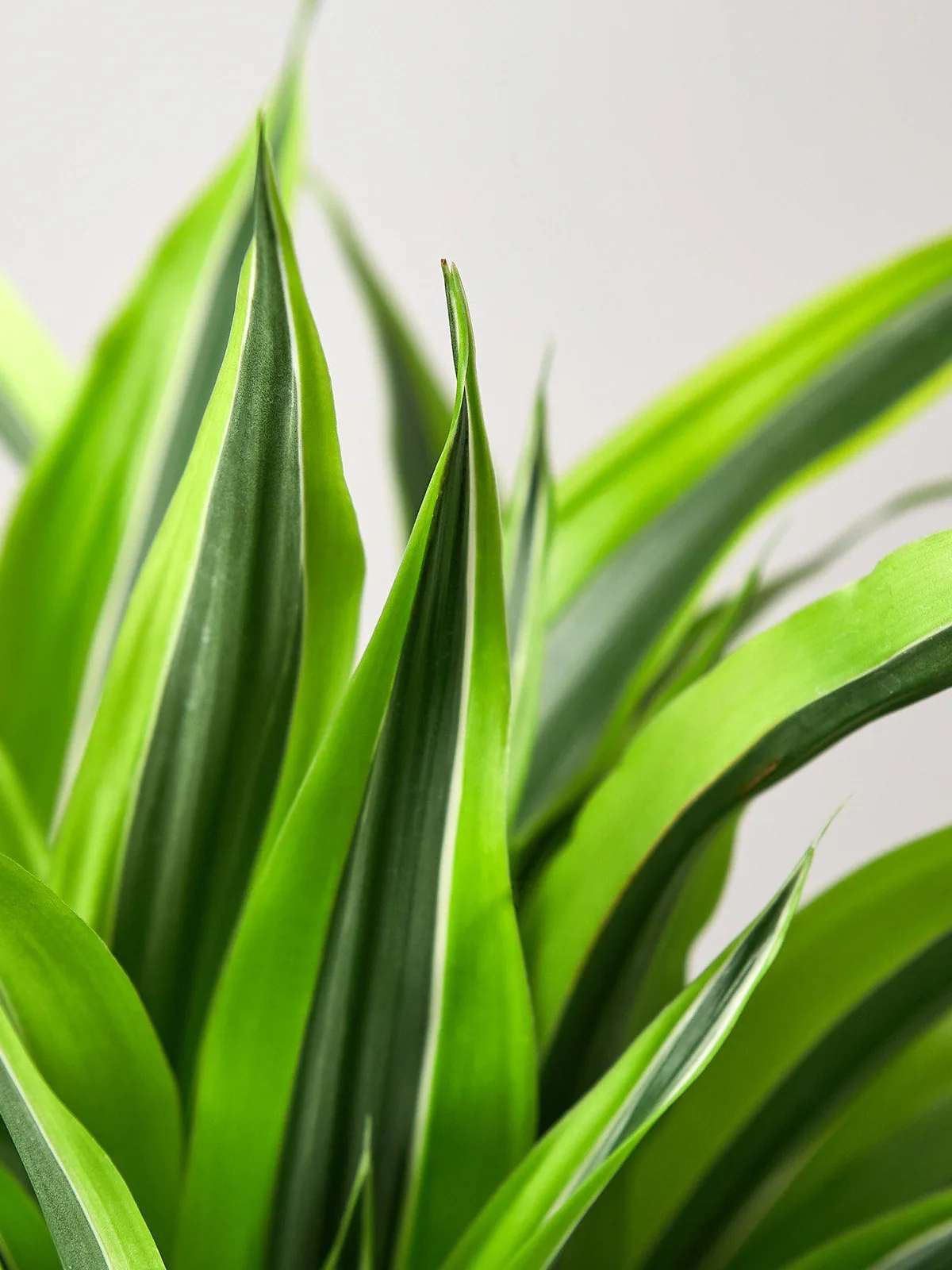 Dracaena 