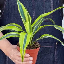 Dracaena 'Lemon Lime' — held in hand for size reference