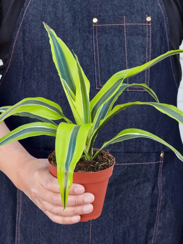 Dracaena 'Lemon Lime' — held in hand for size reference