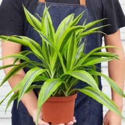 Dracaena 'Lemon Lime' — held in hand for size reference