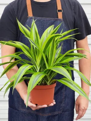 Dracaena 'Lemon Lime' — held in hand for size reference