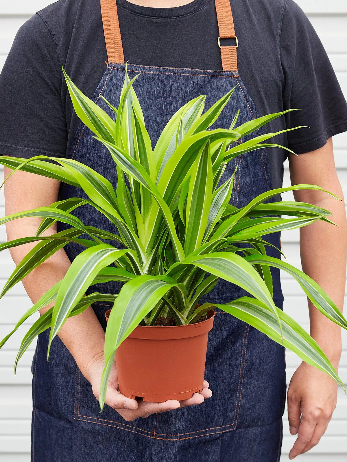 Dracaena 