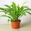 Dracaena 'Lime Light' Limelight houseplant