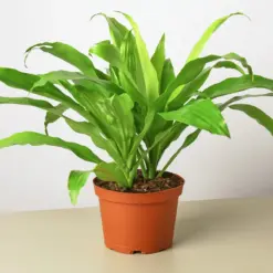 Dracaena 'Lime Light' Limelight houseplant