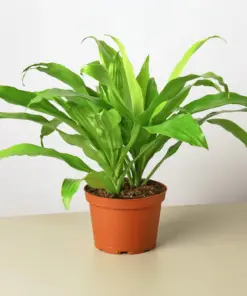 Dracaena 'Lime Light' Limelight houseplant