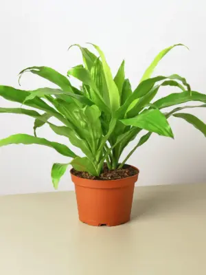 Dracaena 'Lime Light' Limelight houseplant