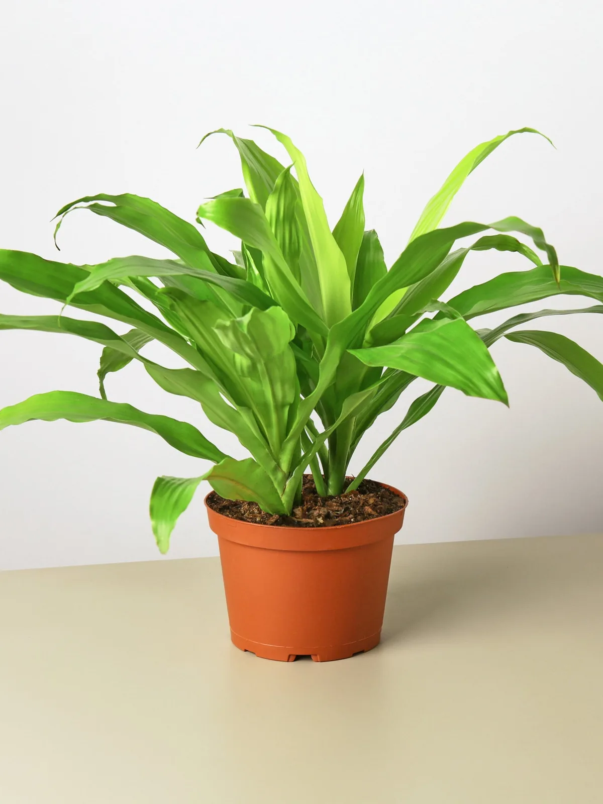 Dracaena 