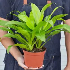 Dracaena 'Lime Light' Limelight — held in hand for size reference