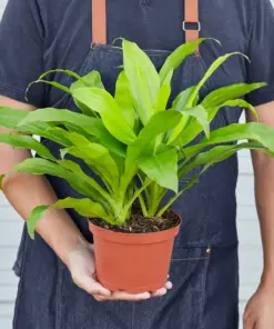 Dracaena 'Lime Light' Limelight — held in hand for size reference
